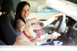 car dog happy